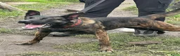 Belgian Shepherd Dog dogs for sale: DUTCH HERDER  in Darlington - Advert 7