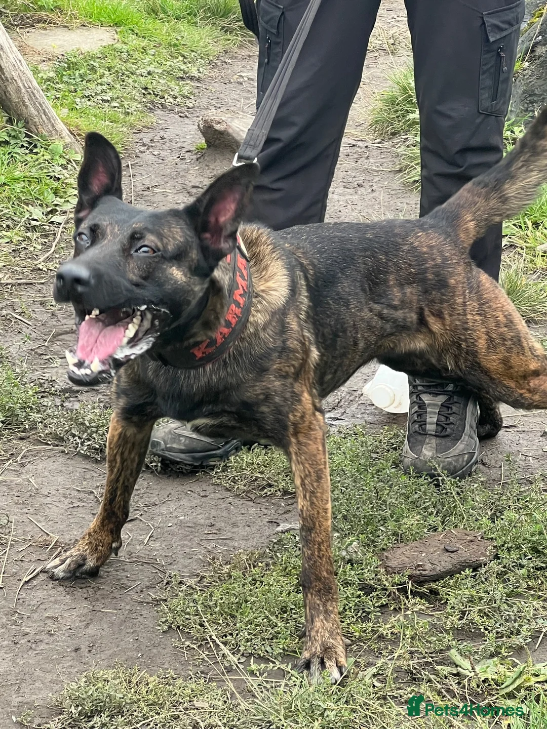 Belgian Shepherd Dog dogs for sale: DUTCH HERDER  in Darlington - Advert 7
