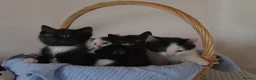 Mixed Breed cats for sale: Beautiful Kittens Looking for Loving Homes - Advert 1
