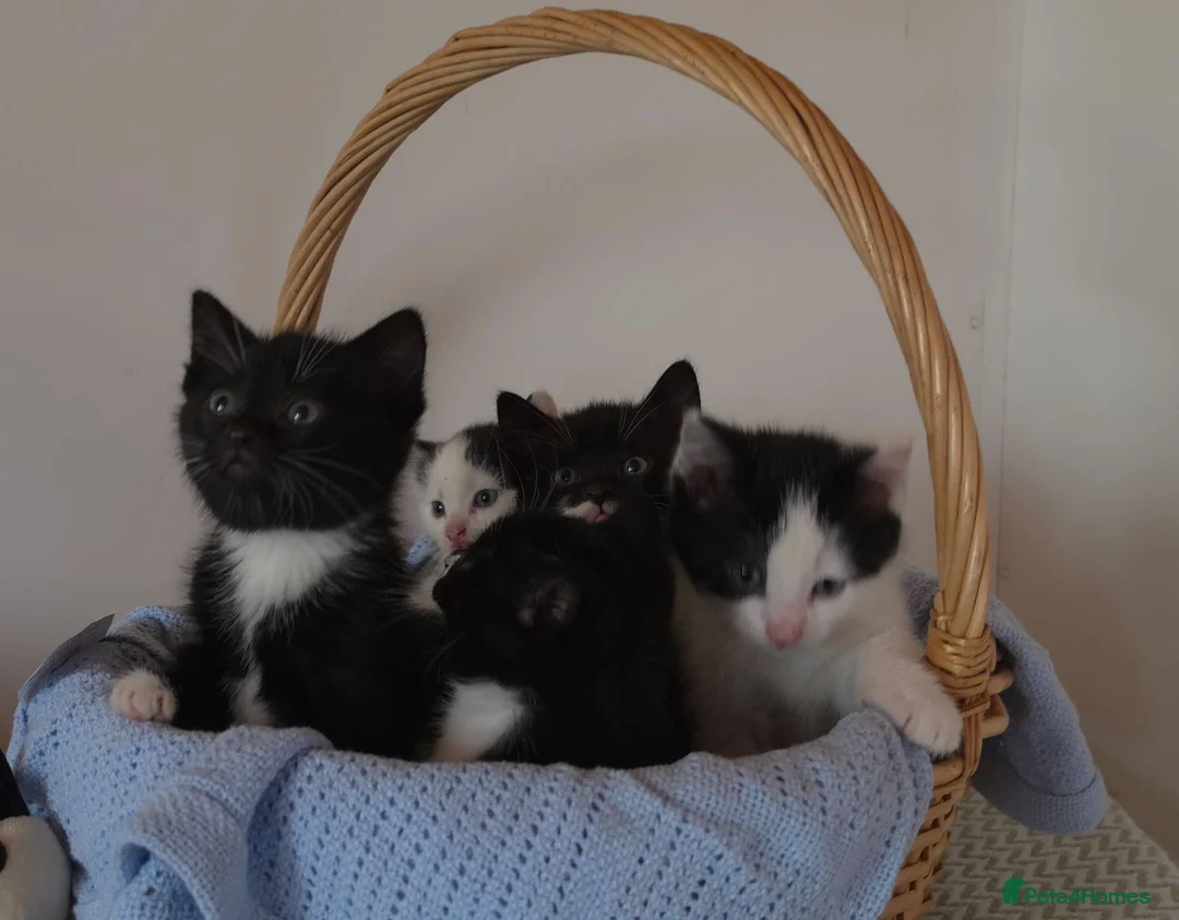 Mixed Breed cats for sale: Beautiful Kittens Looking for Loving Homes - Advert 1