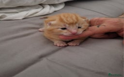 Siberian cats for sale: Siberian/bengal cross - Image 9