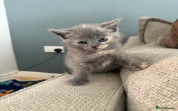 British Shorthair cats for sale: British shorthair cross Russian Blue - Image 9