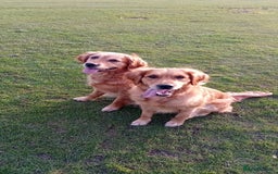 Golden Retriever dogs for sale: Waiting list closed in Nottingham - Image 6