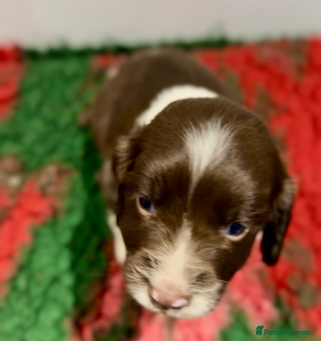 English Springer Spaniel dogs for sale: KC Working English springer spaniel puppies - Advert 20