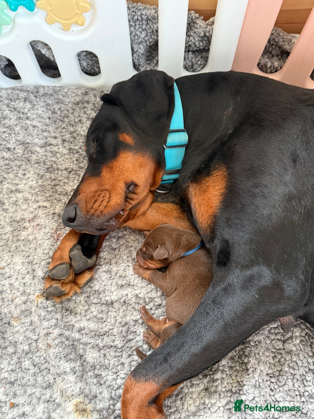Dobermann dogs for sale: OUSTANDING DOBERMAN PUPS - READY MID FEB - Advert 6