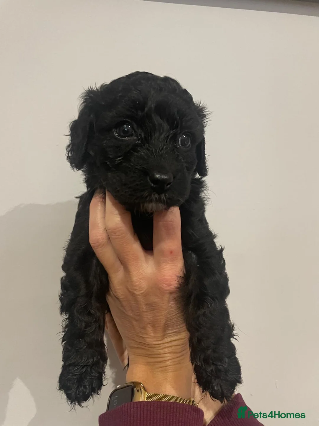 Cavapoo dogs for sale: Beautiful Cavapoo puppies for sale  - Advert 8