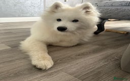 Samoyed dogs for sale: Beautiful 6-Month-Old Samoyed Boy for Sale - Image 8