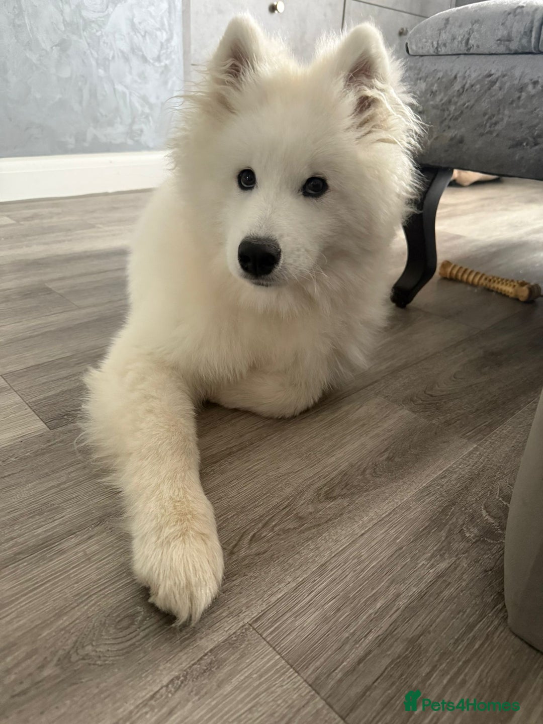 Samoyed dogs for sale: Beautiful 6-Month-Old Samoyed Boy for Sale - Image 8