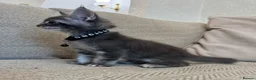 Maine Coon cats for sale: Pure Maincoon Kittens  - Advert 7