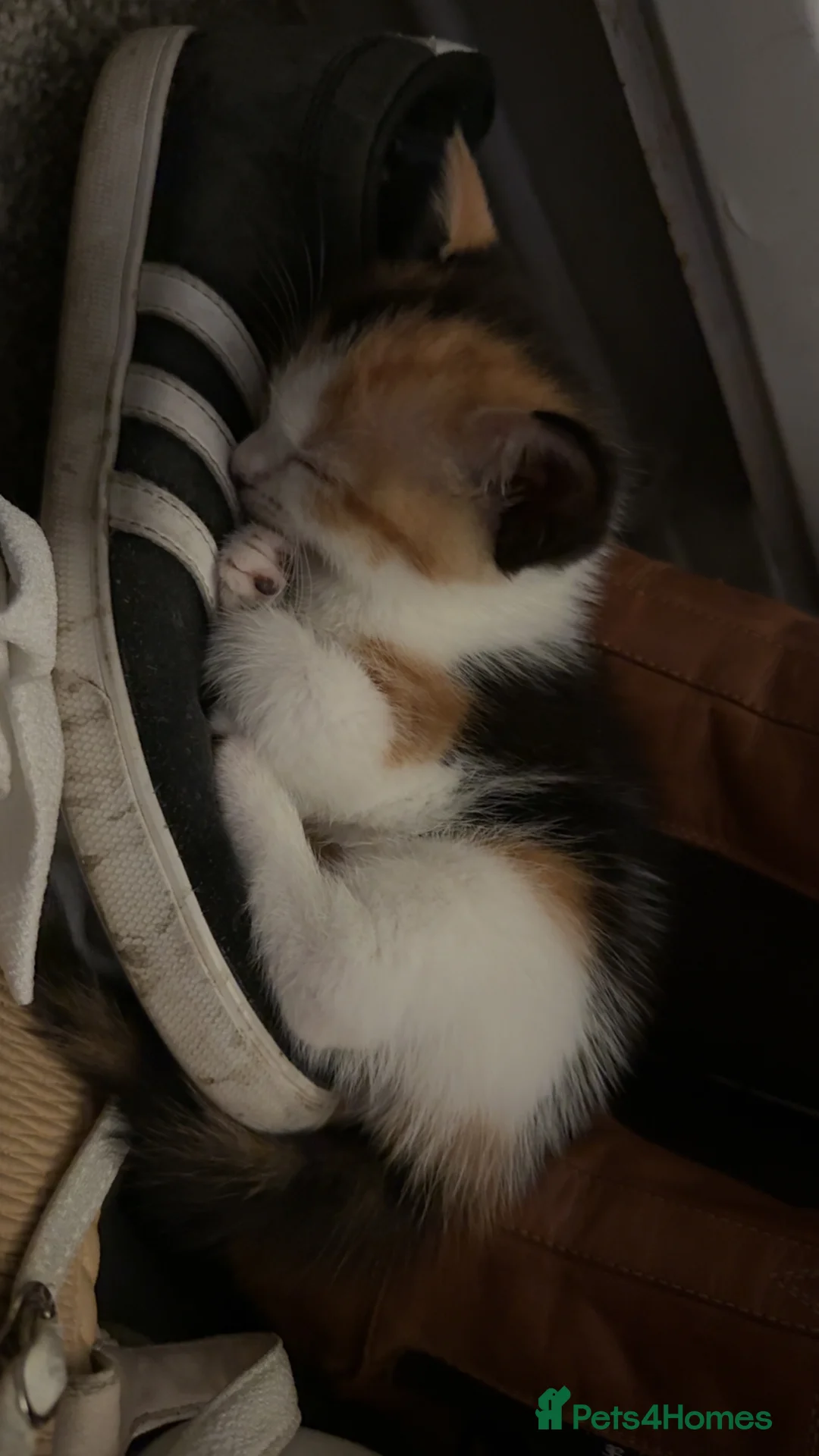 Mixed Breed cats for sale: 3 beautiful babies ready for their forever homes  in Chesterfield - Advert 2
