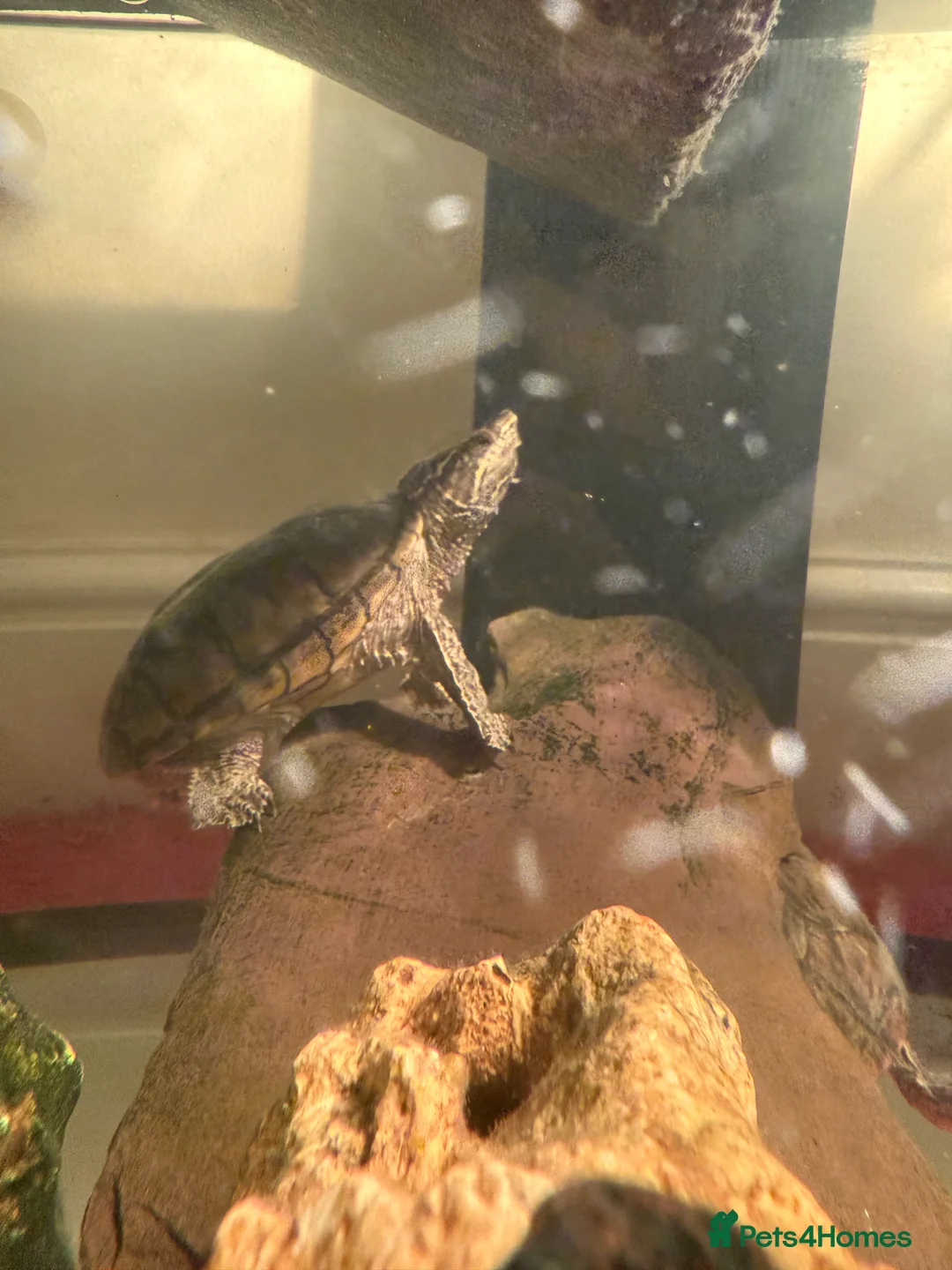 Turtle reptiles for sale: Musk turtles - Advert 5