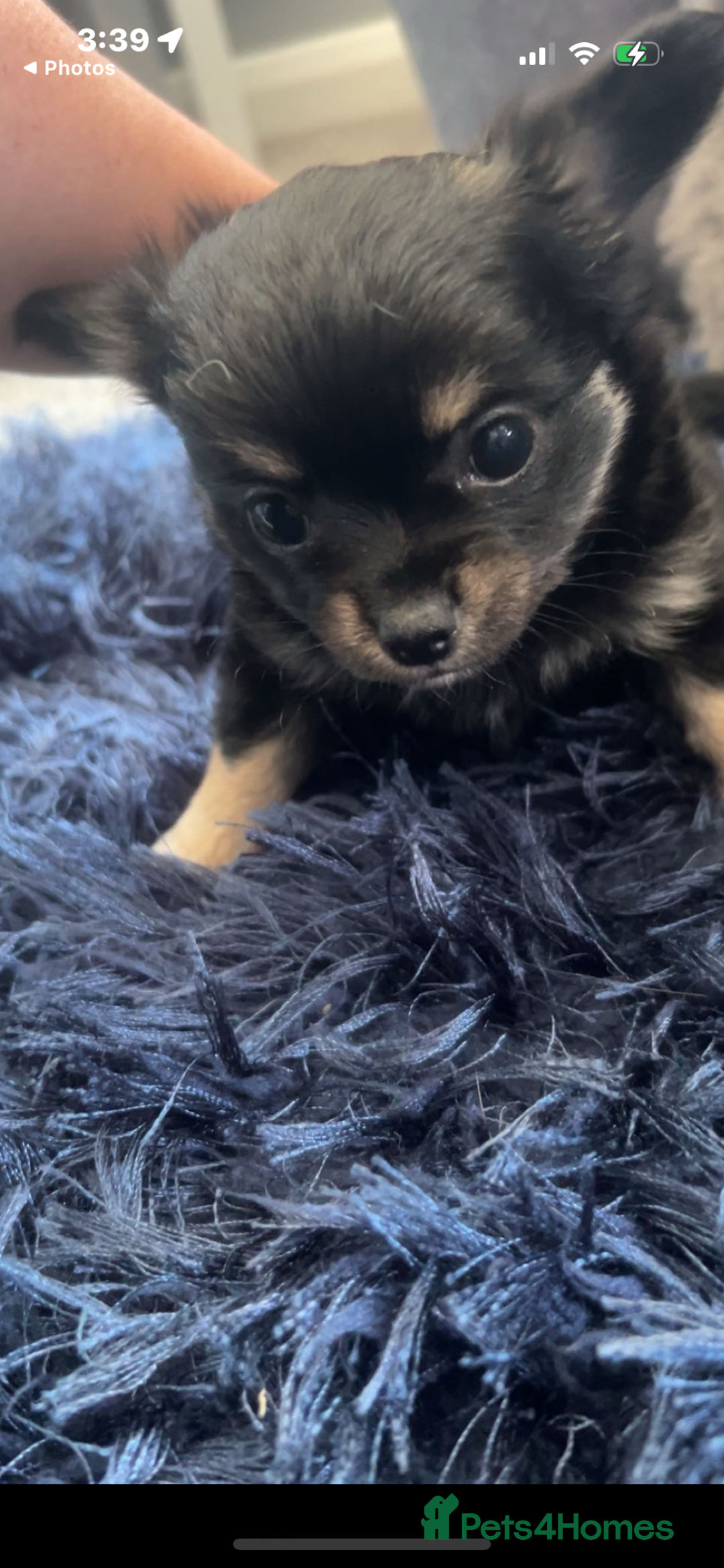 Chihuahua dogs for sale: Chihuahua puppies - Image 4