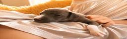 Italian Greyhound dogs for sale: 1 BOY LEFT Italian Greyhound Puppies - Advert 10