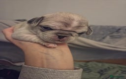 Pug dogs for sale: Pug Puppies - Image 16