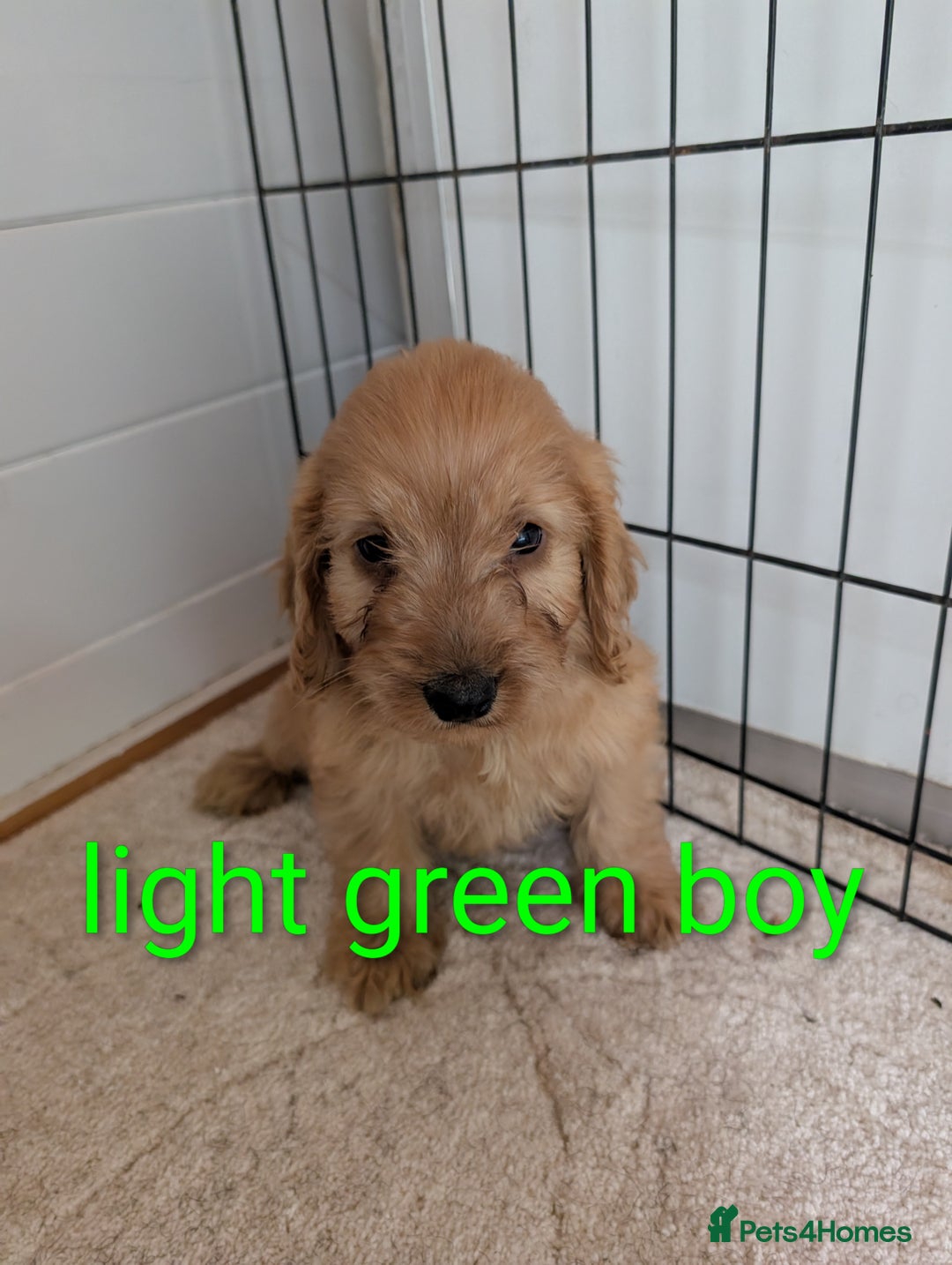 Cockapoo dogs for sale: Stunning f1 Cockapoo puppy's  - Image 2