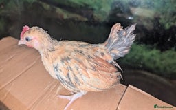 Chickens poultry for sale: Serama chicks 1 1/2 to 2 months,READ DESCRIPTION - Image 9