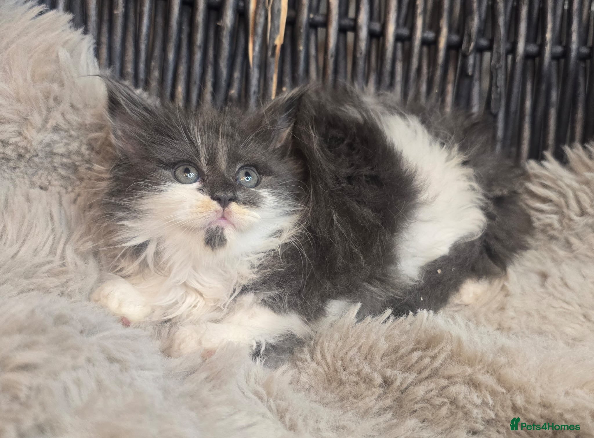 Maine Coon cats Adorable big Mainecoon babies  - Advert 10