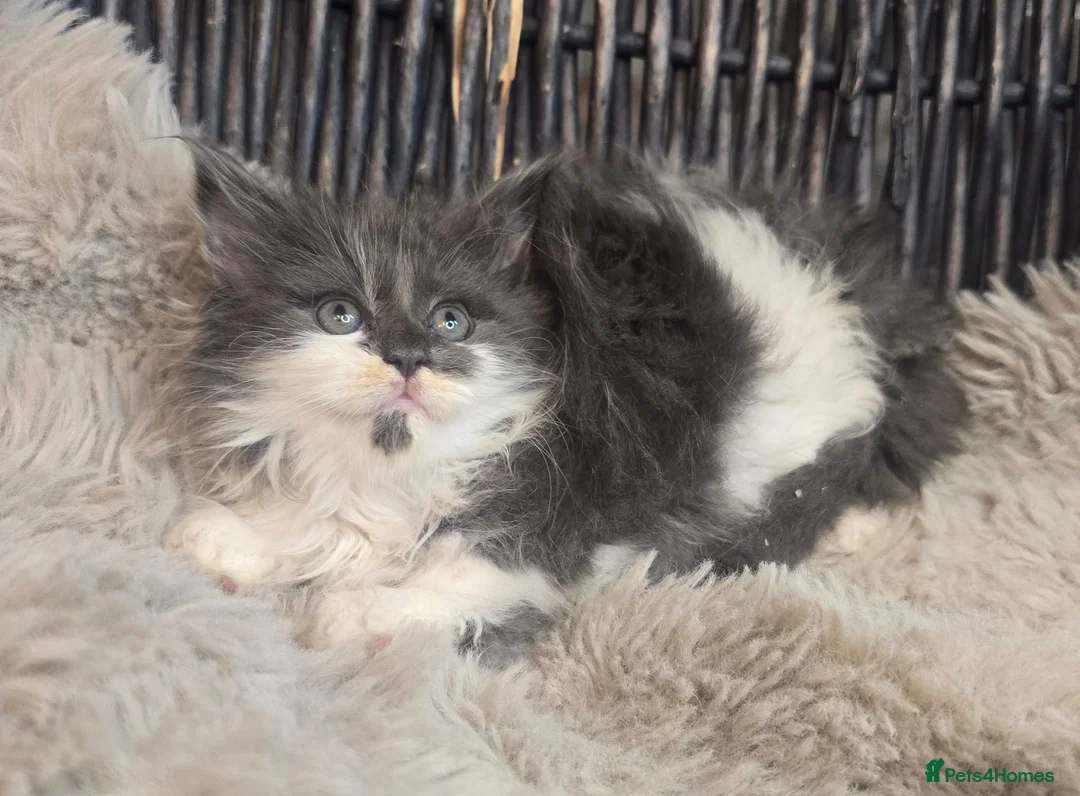 Maine Coon cats for sale: Adorable big Mainecoon babies  - Advert 1