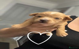 Maltipoo dogs for sale: F1 TINY TOY MALTIPOOS🩷health tested clear parents - Image 13