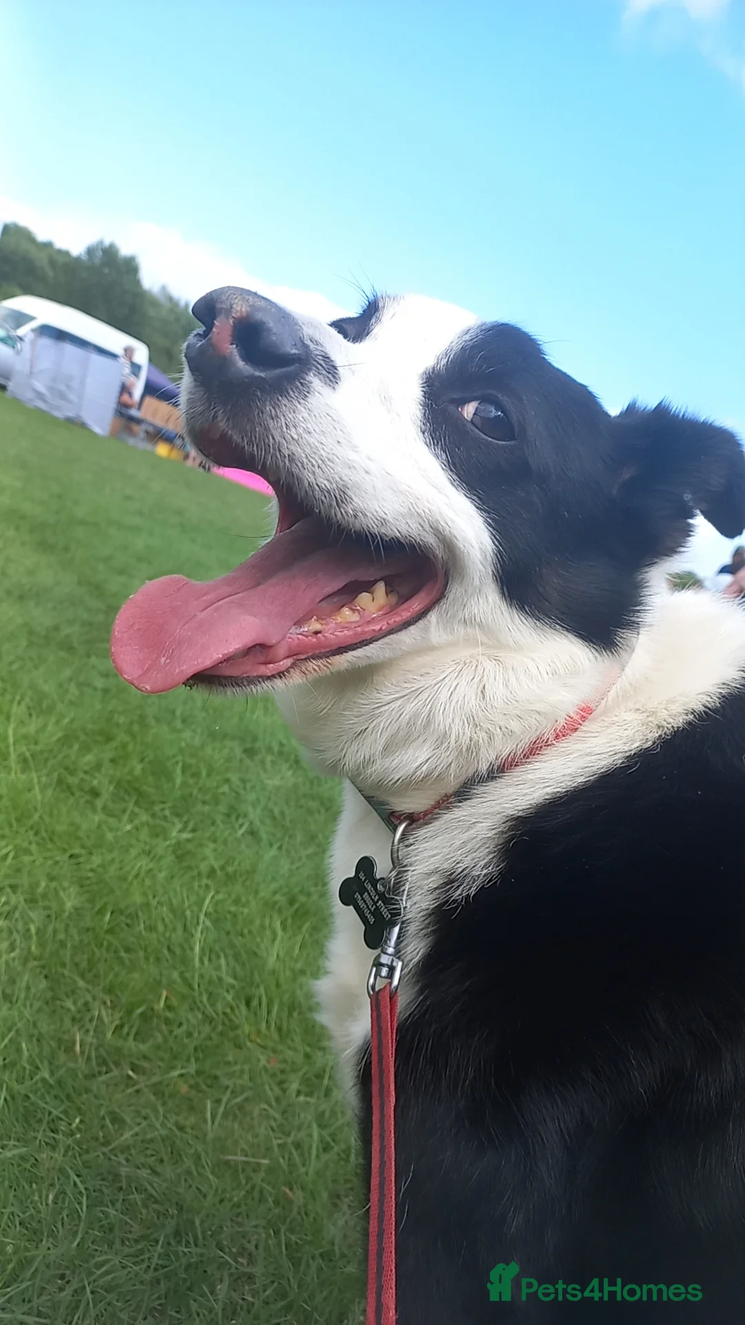 Border Collie dogs for sale: Ozzy  - Advert 1