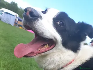 Border Collie dogs Ozzy - Advert 1