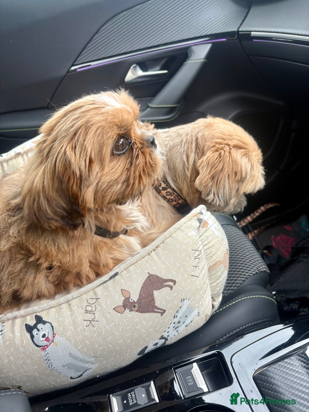 Shih Tzu dogs for sale: Gorgeous chocolate boy needing new loving home  - Image 4