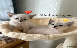 Ragdoll cats for sale: Ragdoll x Oriental kittens  - Image 25