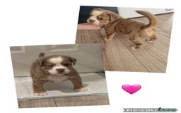Olde English Bulldogge dogs for sale: Olde English bulldogge puppies  - Image 7