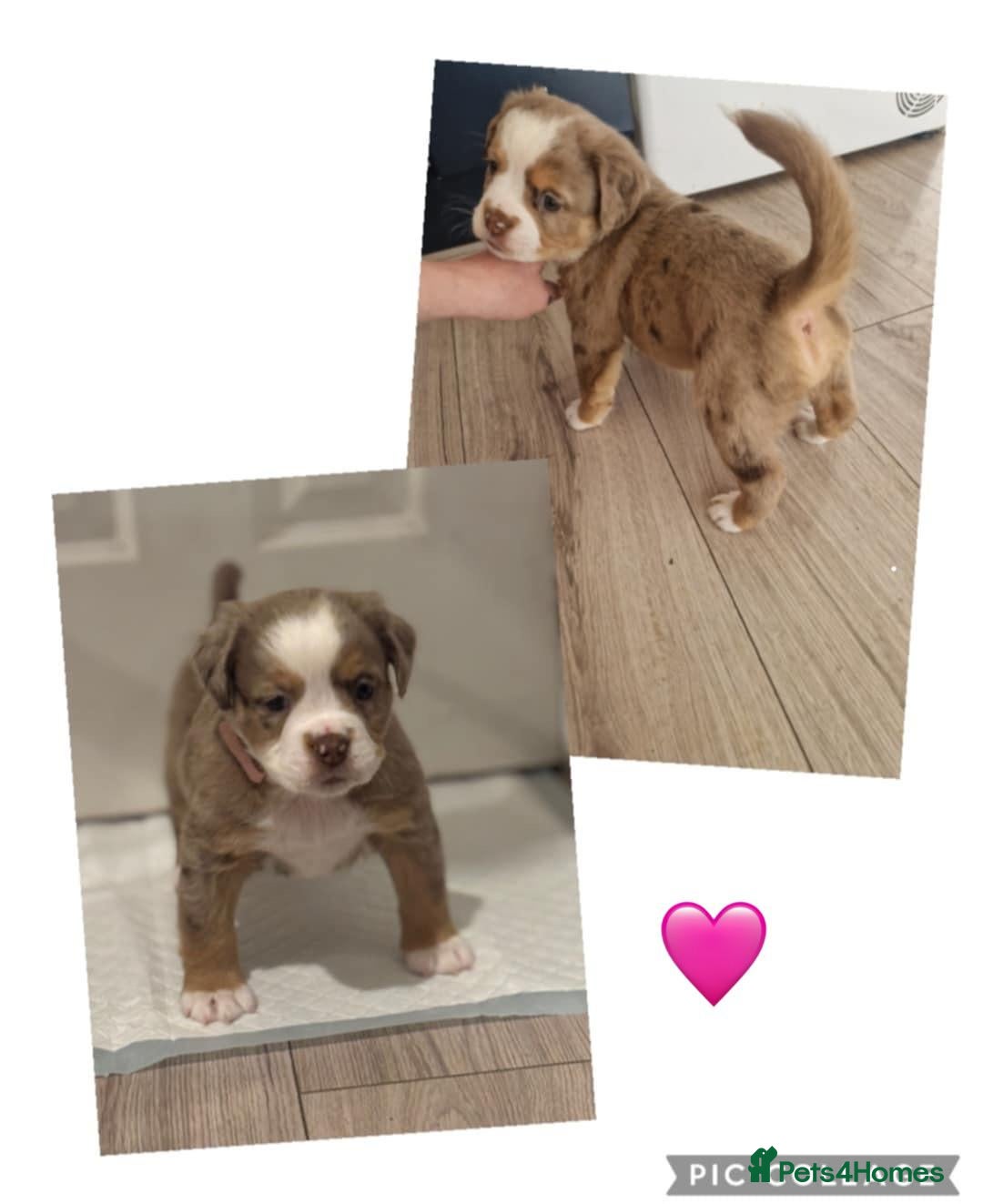 Olde English Bulldogge dogs for sale: Olde English bulldogge puppies  - Image 7