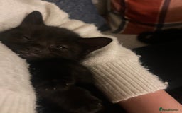 Mixed Breed cats for sale: 3 kittens left   - Advert 8