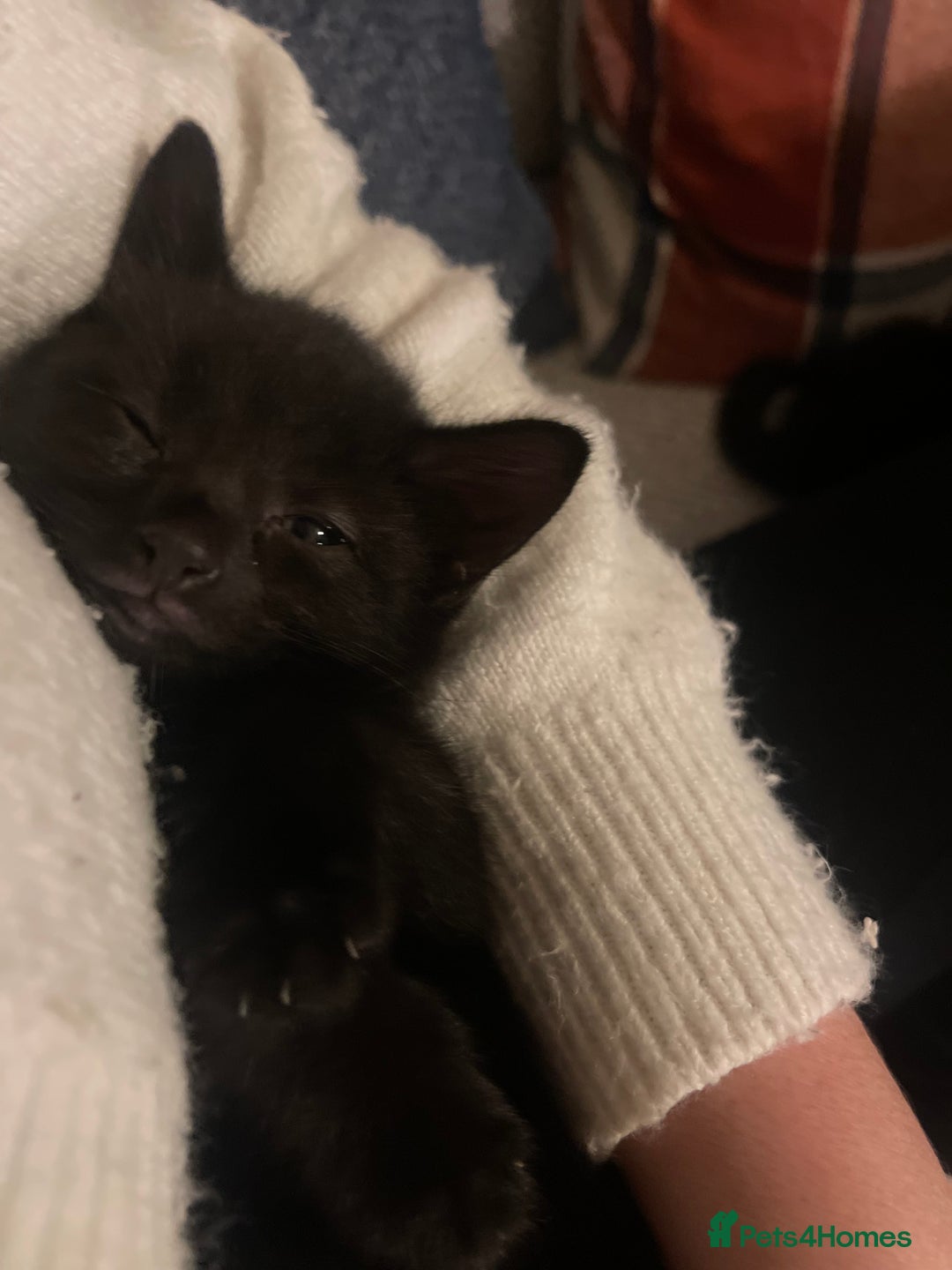 Mixed Breed cats for sale: 3 kittens left   - Advert 8