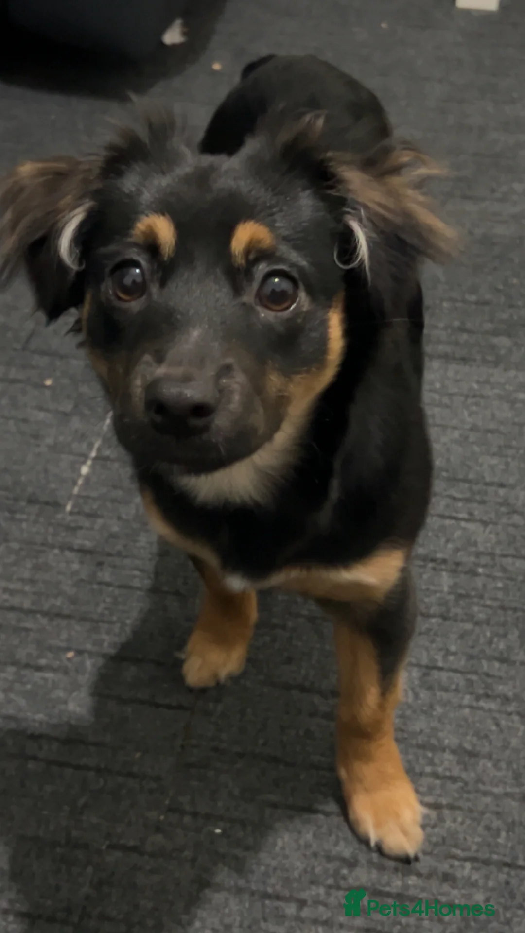 Mixed Breed dogs for sale: Rottweiler x collie  in Derby - Advert 5