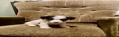 Jack Russell 3