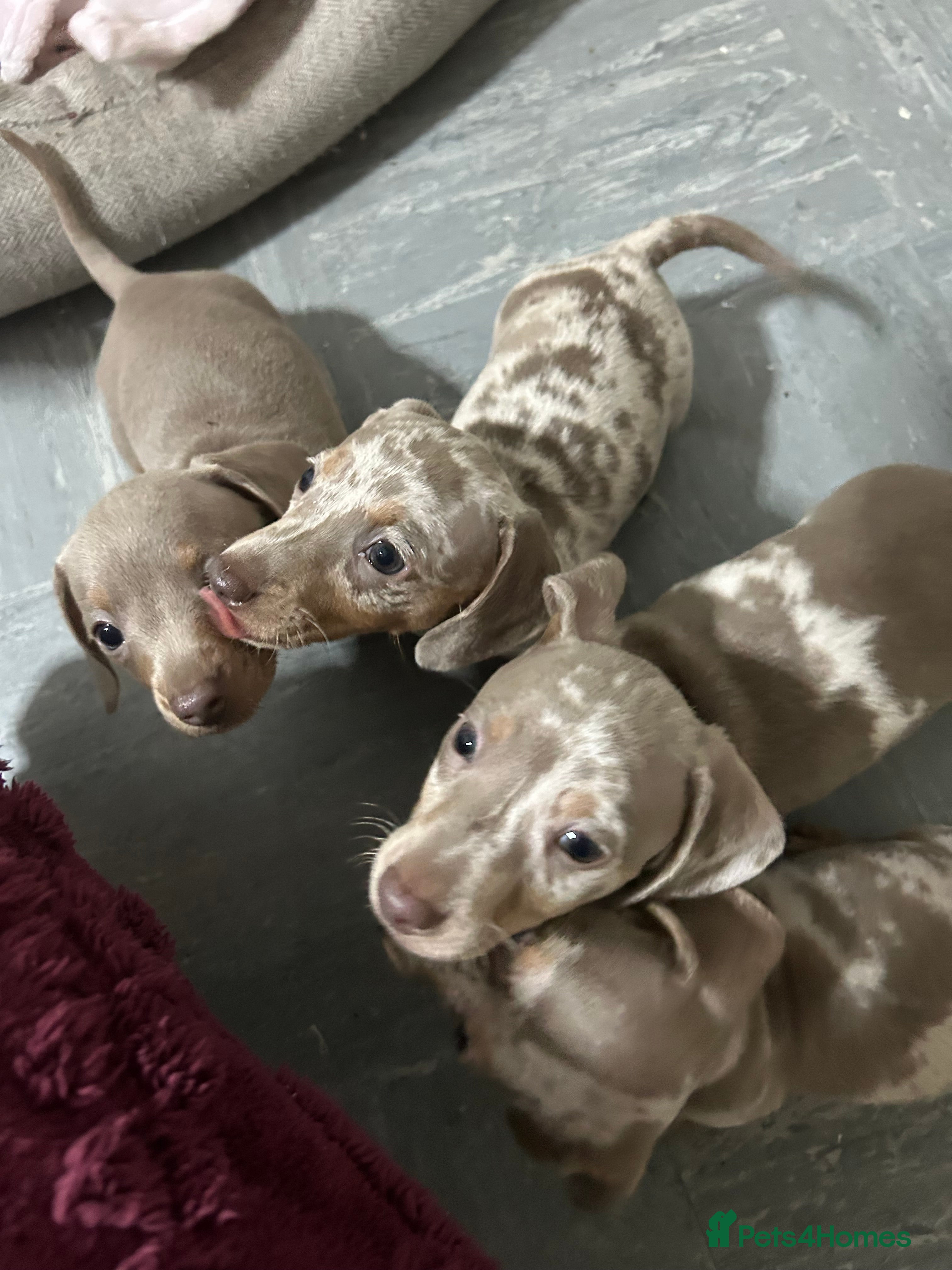 Miniature Dachshund dogs Isabella dapple Miniature dachshund  - Advert 1