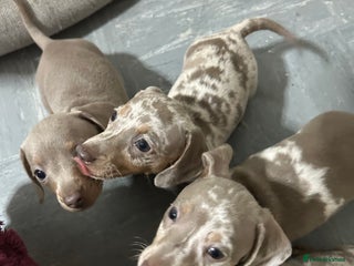 Miniature Dachshund dogs Isabella dapple Miniature dachshund - Advert 1