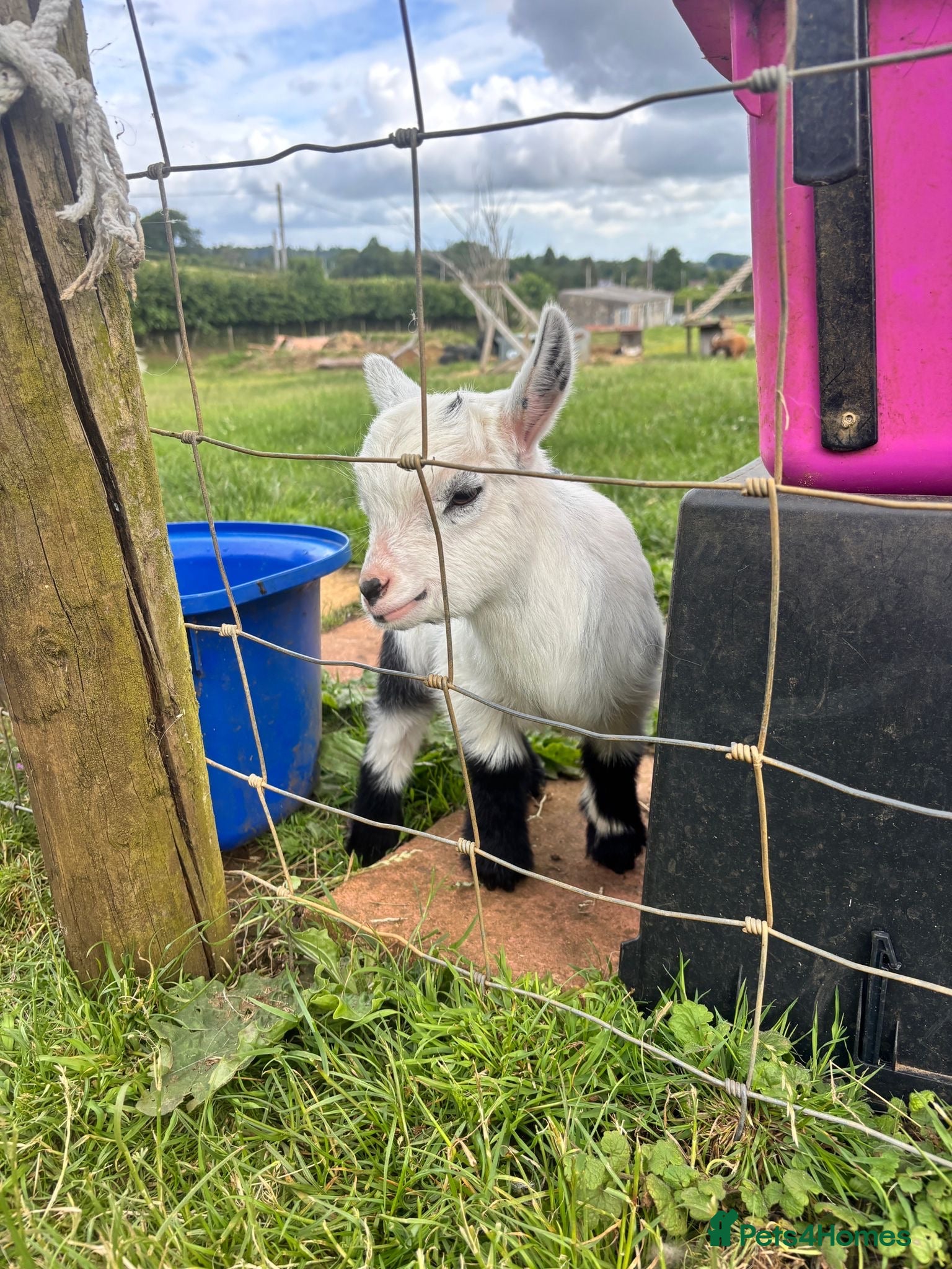 Goats livestock Incredibly Friendly Pygmy Goats - Advert 2