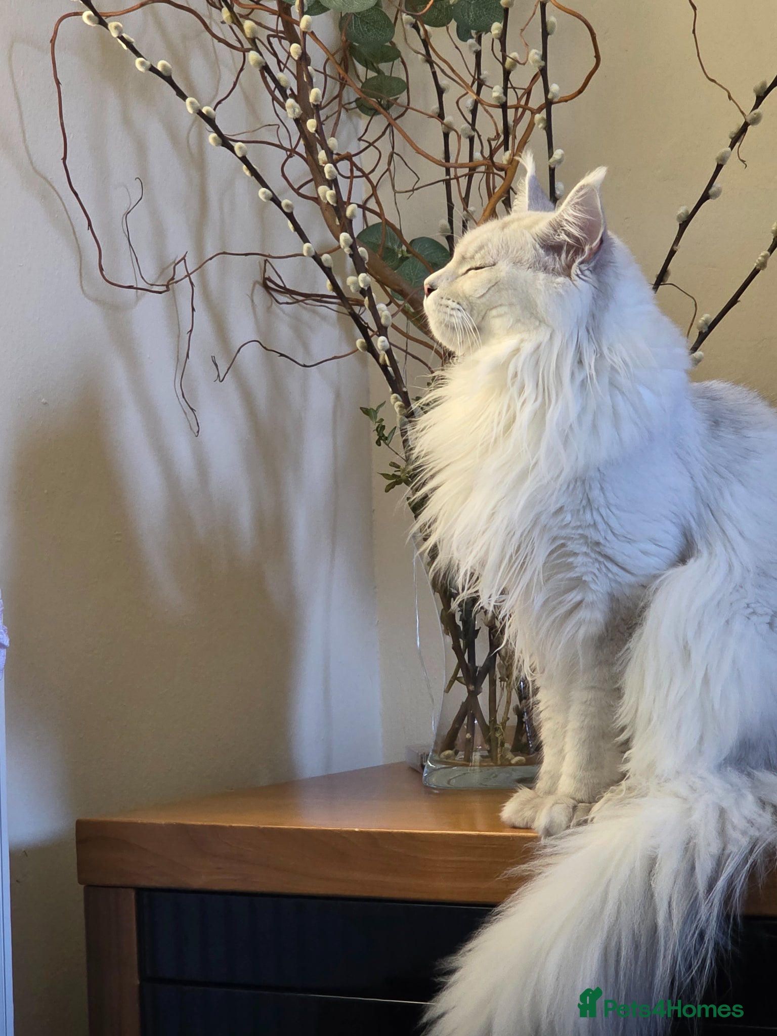 Maine Coon cats Sir Aslan Silver Shaded Stud  - Advert 1