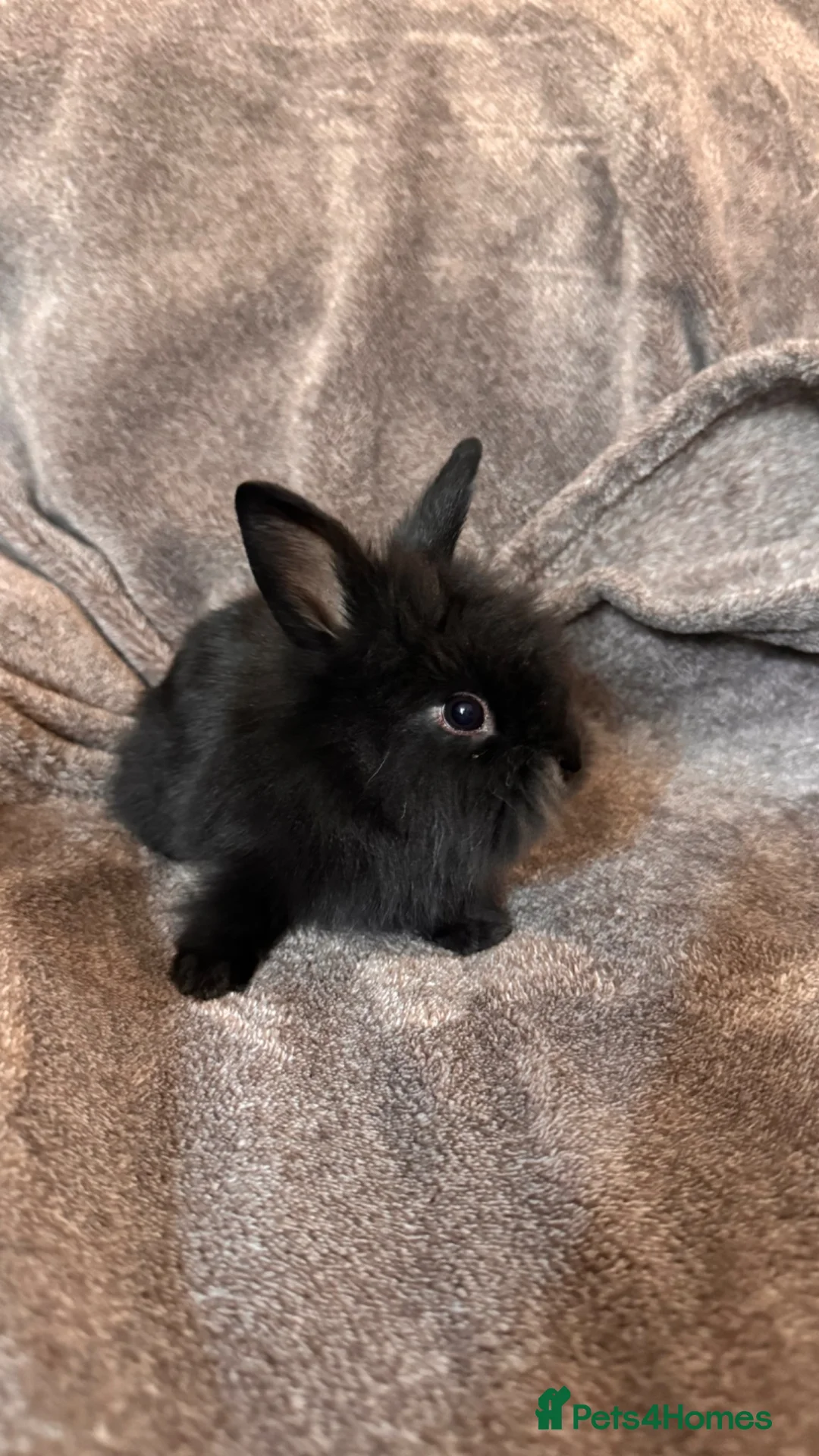 Mixed Breed rabbits for sale:     Fluffy Lionhead & Netherland Dwarf Mix Bunnies - Advert 26