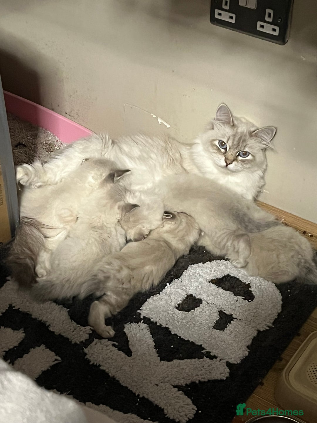 Ragdoll cats for sale: ❗️❤️5 Incredibly Beautiful Ragdoll Kittens❤️🐈  - Image 3