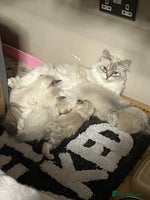 Ragdoll cats - Advert 14