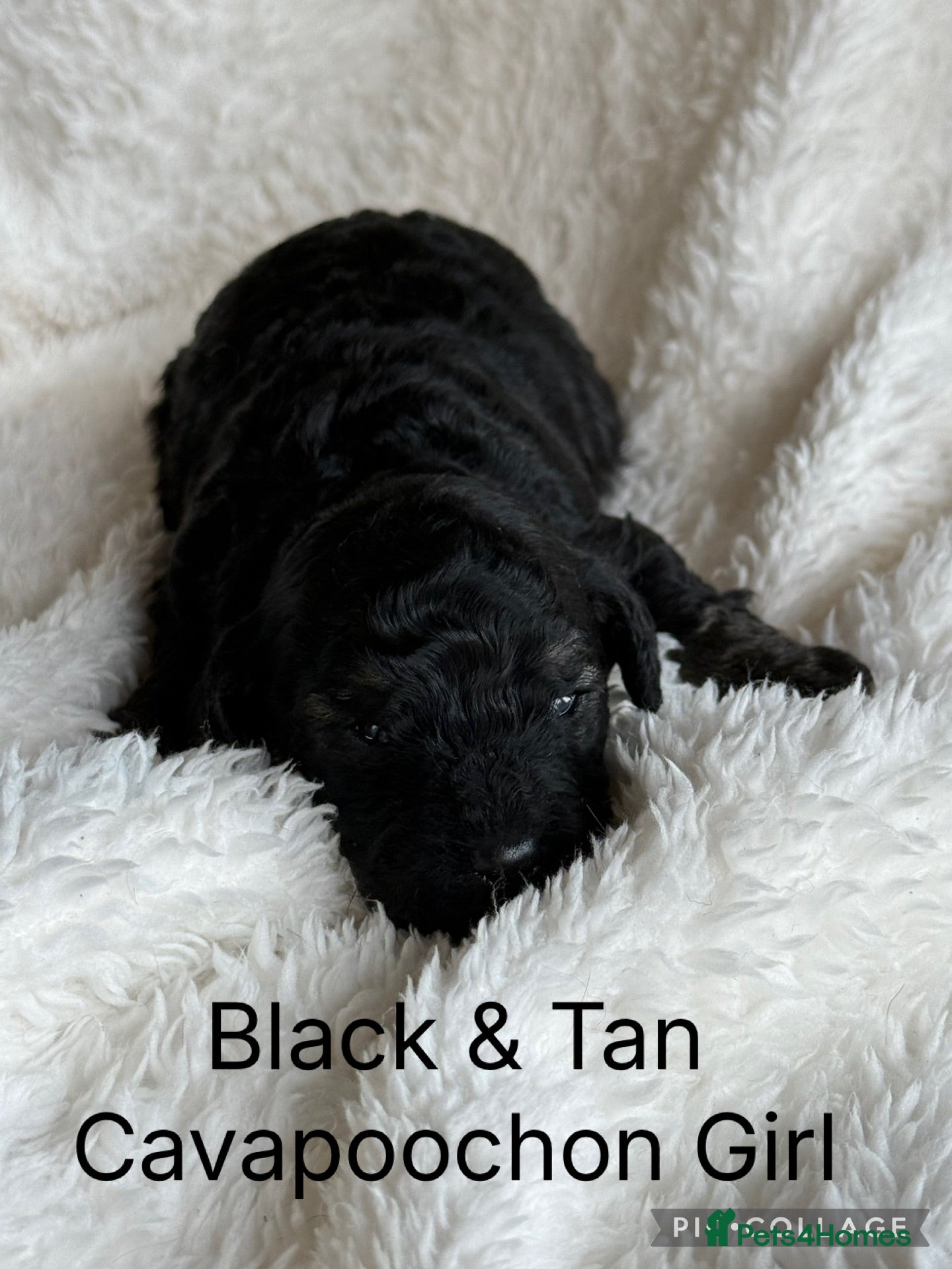 Cavachon dogs Stunning Cavapoochon  - Advert 2