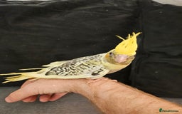 Cockatiels birds for sale: Tame cockatiel chicks  - Image 8