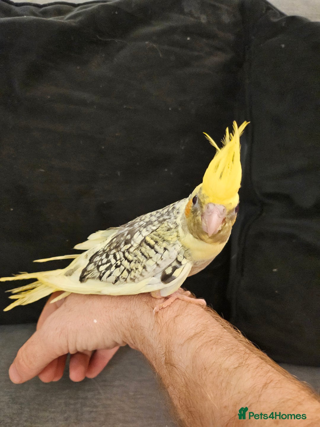 Cockatiels birds for sale: Tame cockatiel chicks  - Image 8