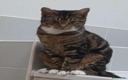 Domestic Shorthair cats for sale: 2 friendly and loveable female tabby cats  - Image 3
