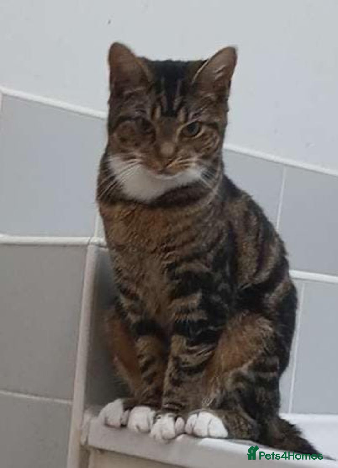 Domestic Shorthair cats for sale: 2 friendly and loveable female tabby cats  - Image 3