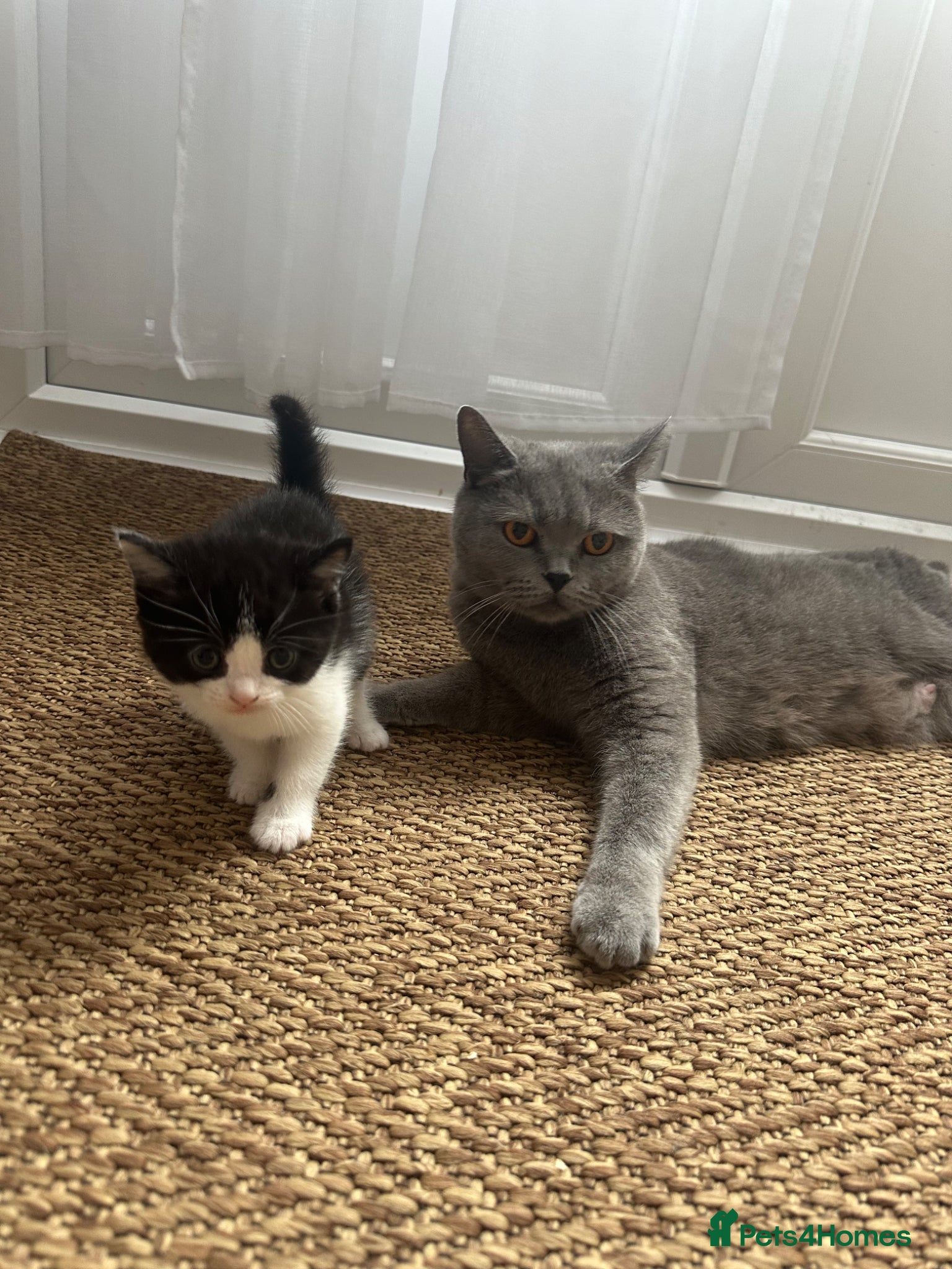 Mixed Breed cats Beautiful kittens - Advert 1