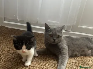 Mixed Breed cats Beautiful kittens - Advert 1