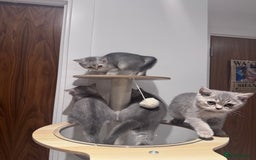 British Shorthair cats for sale: Reduced price! 1 BSH pedigree ready to leave now - Image 9