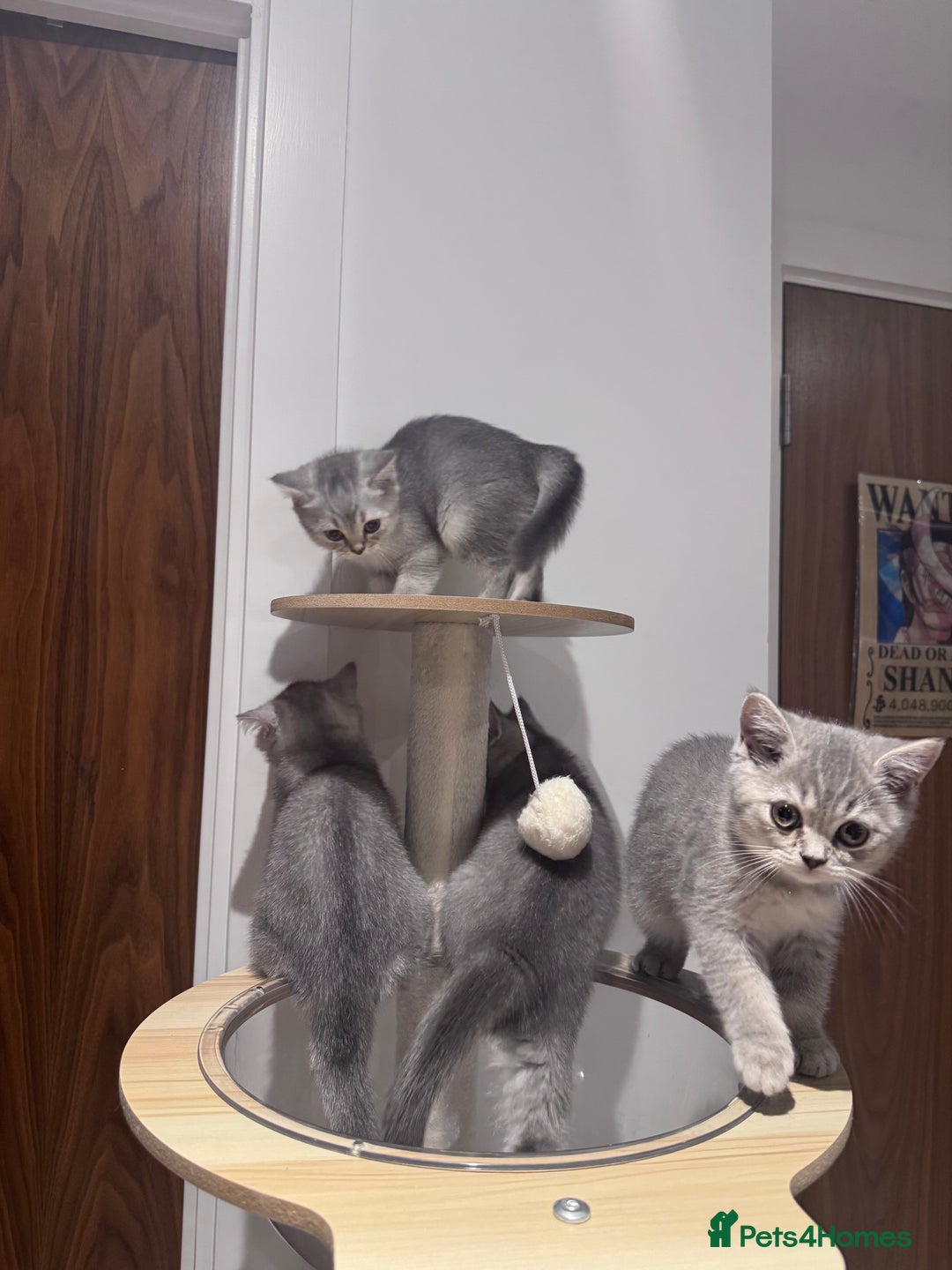British Shorthair cats for sale: Reduced price! 1 BSH pedigree ready to leave now - Image 9