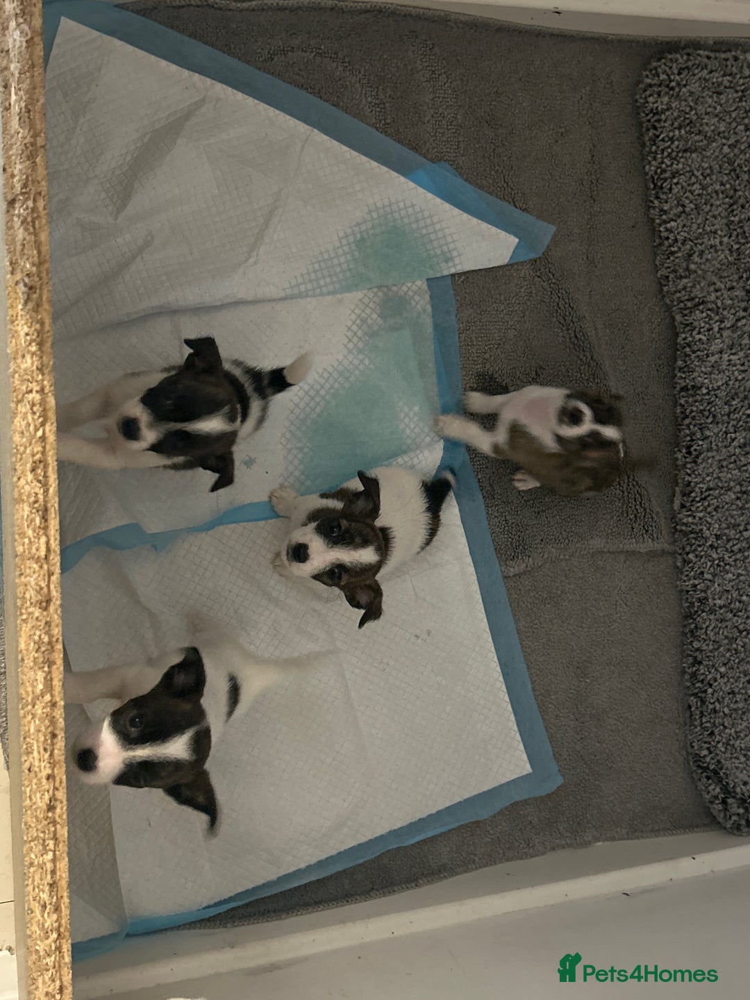 Jack Russell dogs for sale: Beautiful jack russle puppies - Image 8
